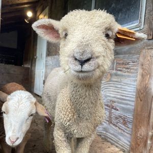 Meet your Posher, Caroline